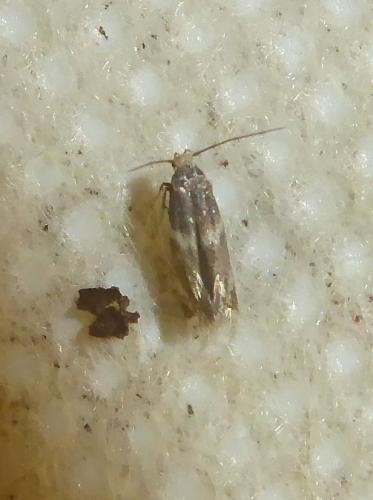 Elachista sp.